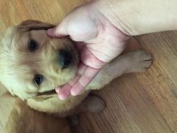 8 week golden retriever puppy