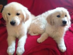 Home raised puppies for rehoming