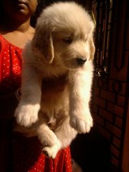 Friends Kennel- ~ Golden Retriever Dogs 4 Sell