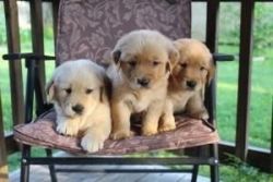Adorable Golden Retrieval Puppies