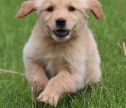 awesome golden retriever puppies ready