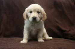 lovable golden retriever puppies for sell