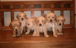 7 Akc Registered Golden Retriever Puppies