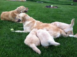 2 male Golden Retriever puppies available.