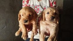 Akc Golden Retriever Puppies For Sale.