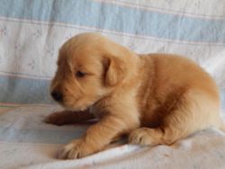 Akc Males And Females Golden Retriever Puppies