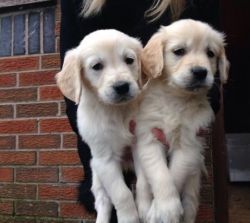 Cute Golden retriever Puppies For Adoption
