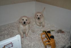 Beautiful Cream Golden Retriever Puppies