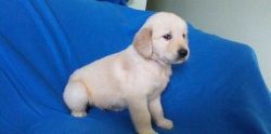 Well Trained Golden Retriever Puppies For Free