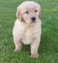 cute Golden Retriever puppies available