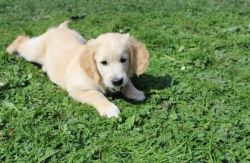 English Golden Retriever Puppies for Rehoming