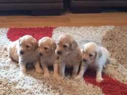 English Golden Retrievers puppies for adoption