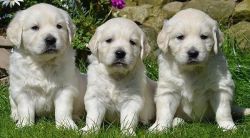 Top quality and massive golden retriever puppies