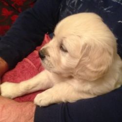 Excellent Quality Gold/cream Kc Registered Puppies