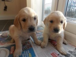Golden Retriever Puppies Kc Registered