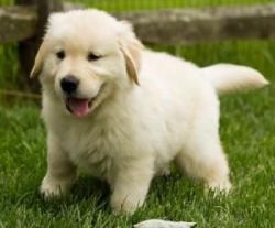 Male and Female Golden Retriever Puppies
