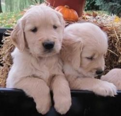 Gorgeous Golden Retriever Puppies.