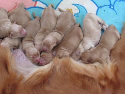 Akc Golden Retriever Puppies With Papers