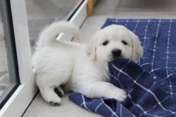 Adorable Akc Golden Retriever Puppy - 10 Weeks