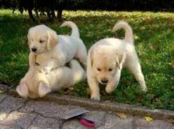 Affectionate, Playful Golden Retriever Pups
