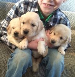 lovely healthy Golden Retriever puppies for sale