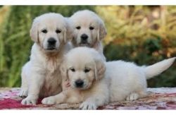 Allcheck Golden Retriever Puppies