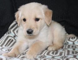 Top Class Golden Retriever Pups For Sale