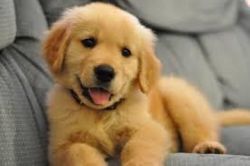 Available Golden Retriever Puppies Now