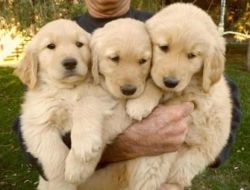 Super Adorable Golden Retriever Puppies