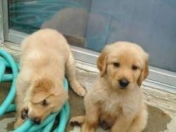 Lovely pure breed Golden Retriever Pups
