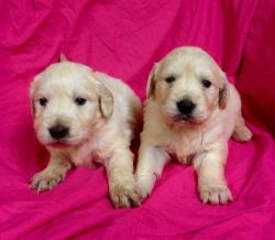 Quality Akc Golden Retriever Puppies For Sale