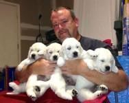 Golden Retriever puppies - For Sale