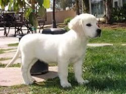 English Golden Retrievers puppies for sale
