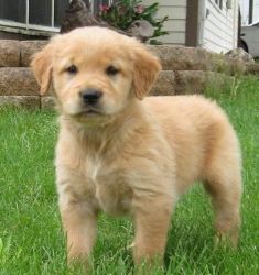 Outstanding Golden Retriever Pups (xxx) xxx-xxx9