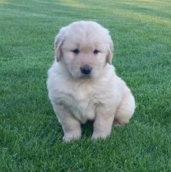 Male And Female Golden Retriever Puppies For Sale.