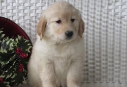 Golden Retriever pups for sale now
