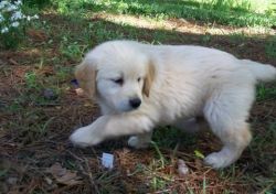 Golden Retirever puppies available now