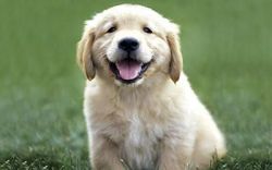 Golden Retriever Puppies For Sale $500
