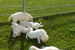 Potty Trained Golden Retriever Puppies