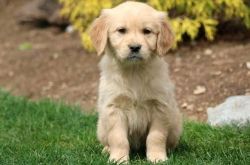 adorable Golden Retriever puppy