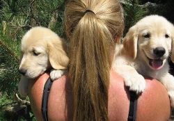 Playful Golden retriever Puppies,.,