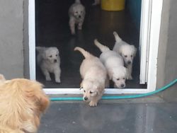 Kc Golden Retriever Puppies For Sale