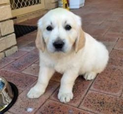cute female golden retriever puppy for adoption