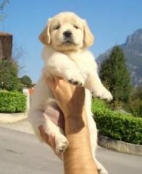 Golden Retriever Puppies For Re-homing