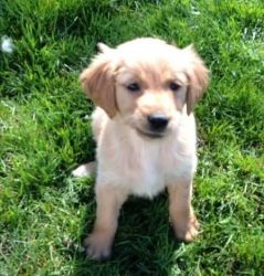 Akc Golden Retriever Puppy, 1 Female Available.