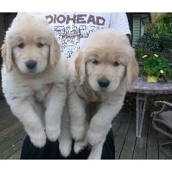 affectionate golden retriever puppies for adoption