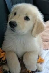 Adorable golden retriever puppy