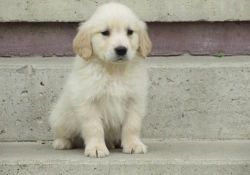 Hansome Golden Retriever Puppies For Sale