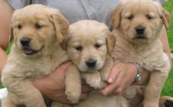 lovely golden retriever pups ready