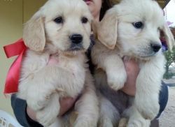 English Golden Retriever Puppies.